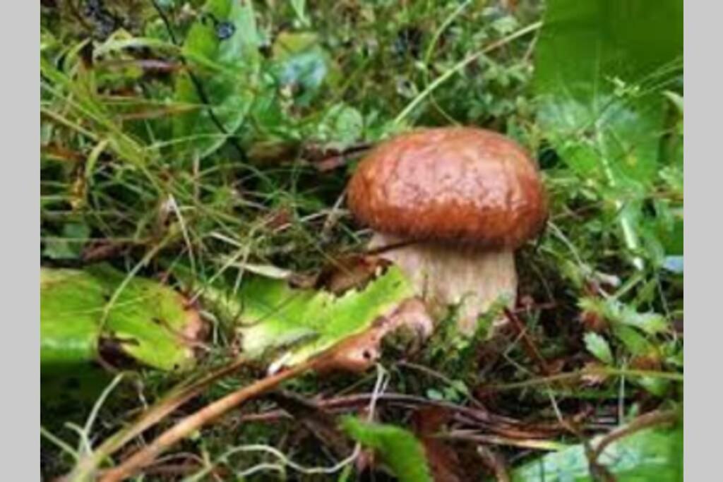 Hut At The Forest Male Brusnice Luaran gambar
